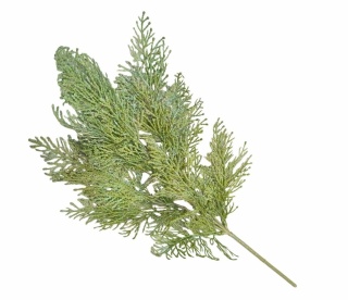 Tuja 55 cm
