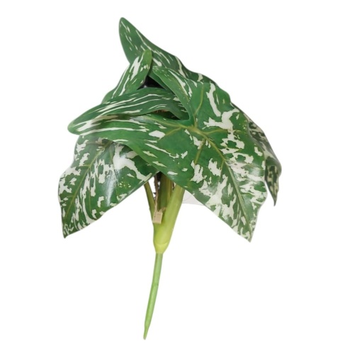 Xanthosoma pik 25 cm zielony